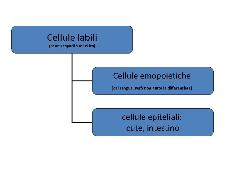 Cellule labili (hanno capacità mitotica) Cellule emopoietiche (del sangue. Però non tutte le differenziate)