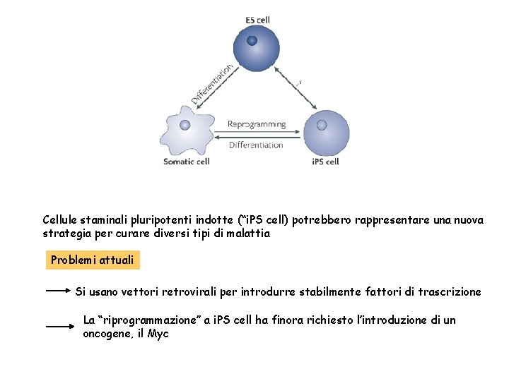 Cellule staminali pluripotenti indotte (“i. PS cell) potrebbero rappresentare una nuova strategia per curare