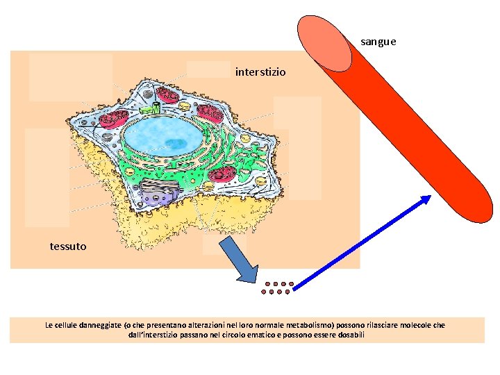 sangue interstizio tessuto Le cellule danneggiate (o che presentano alterazioni nel loro normale metabolismo)