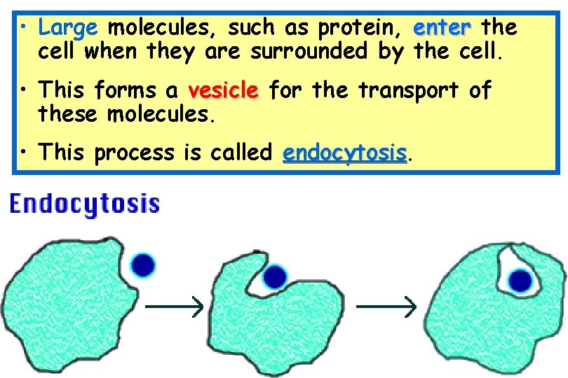  • Large molecules, such as protein, enter the cell when they are surrounded