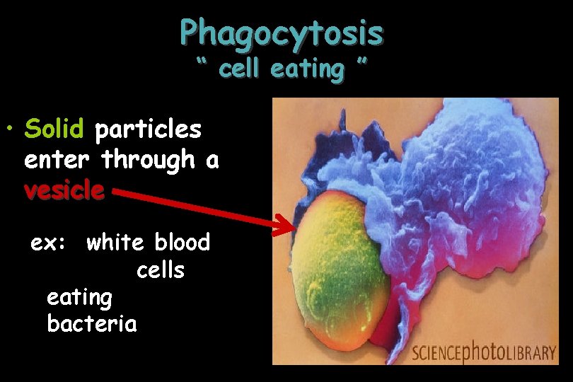 Phagocytosis “ cell eating ” • Solid particles enter through a vesicle ex: white