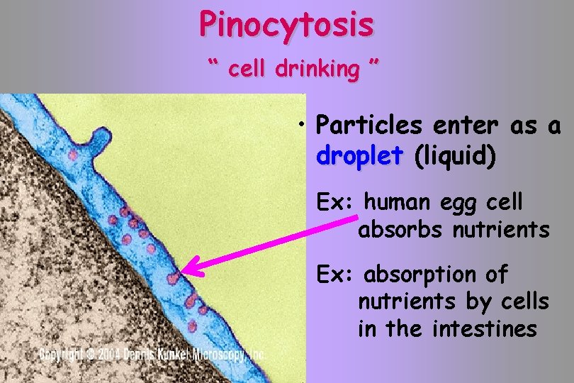 Pinocytosis “ cell drinking ” • Particles enter as a droplet (liquid) Ex: human