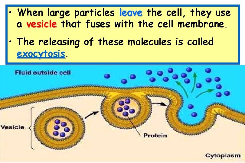  • When large particles leave the cell, they use a vesicle that fuses