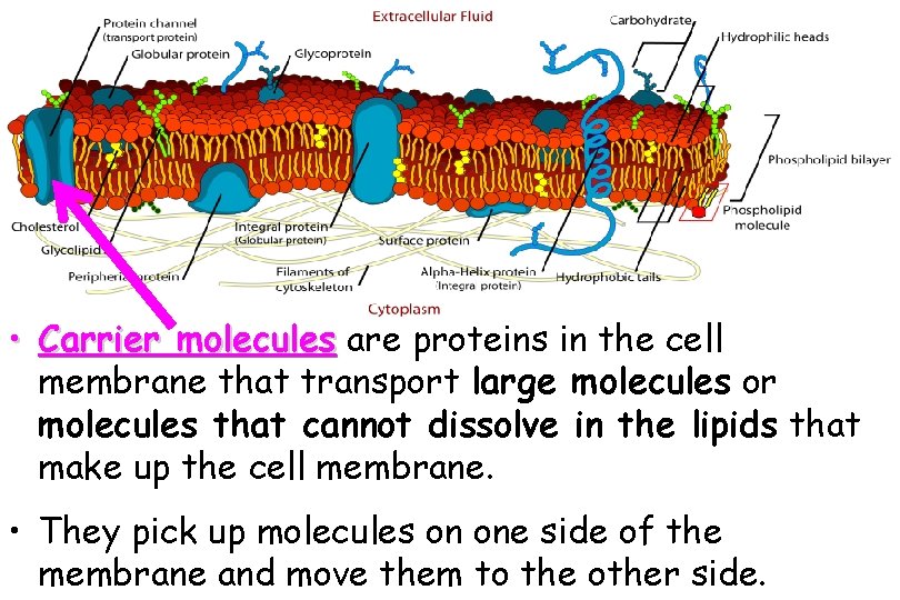  • Carrier molecules are proteins in the cell membrane that transport large molecules