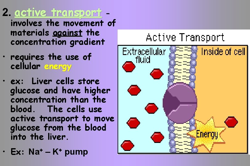 2. active transport - involves the movement of materials against the concentration gradient •