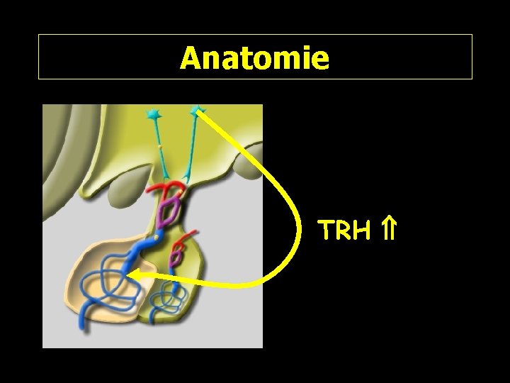 Anatomie TRH 