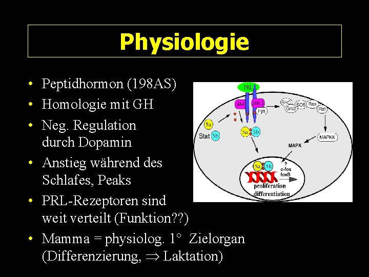 Physiologie • Peptidhormon (198 AS) • Homologie mit GH • Neg. Regulation durch Dopamin