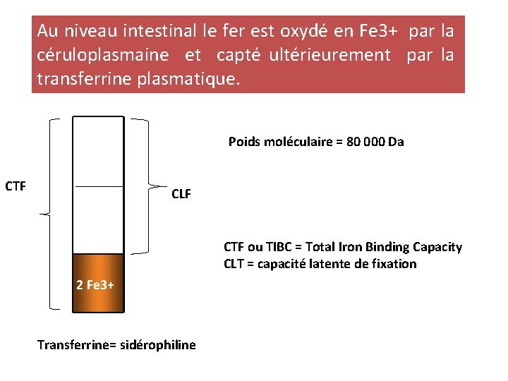 Au niveau intestinal le fer est oxydé en Fe 3+ par la céruloplasmaine et