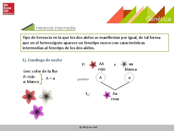 Genética Herencia intermedia Tipo de herencia en la que los dos alelos se manifiestan