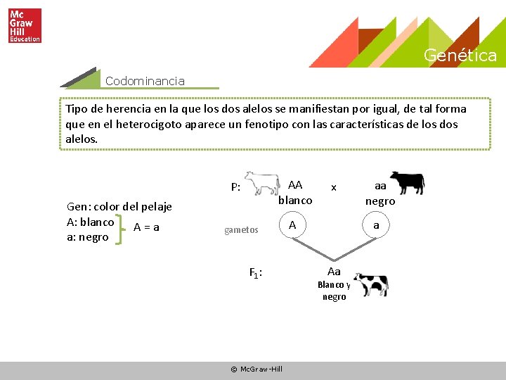 Genética Codominancia Tipo de herencia en la que los dos alelos se manifiestan por