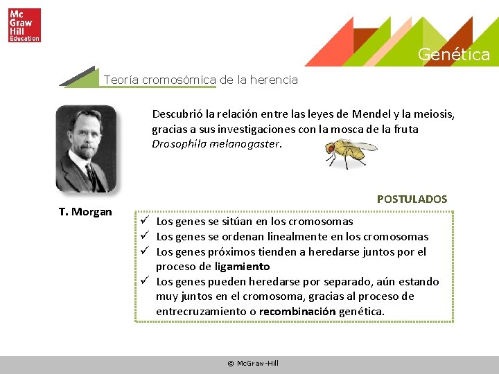Genética Teoría cromosómica de la herencia Descubrió la relación entre las leyes de Mendel