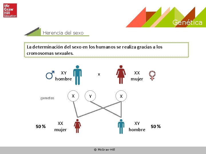 Genética Herencia del sexo La determinación del sexo en los humanos se realiza gracias