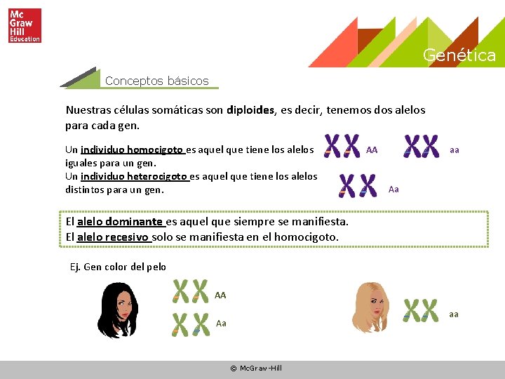 Genética Conceptos básicos Nuestras células somáticas son diploides, es decir, tenemos dos alelos para