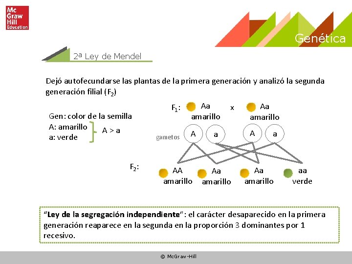 Genética 2ª Ley de Mendel Dejó autofecundarse las plantas de la primera generación y