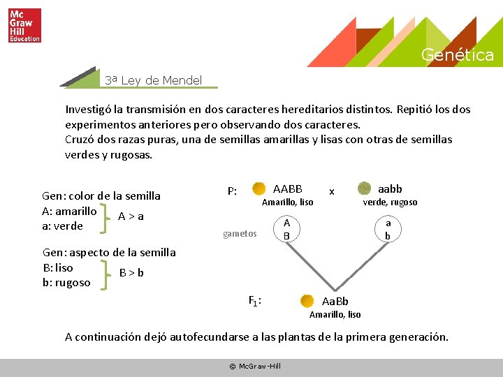 Genética 3ª Ley de Mendel Investigó la transmisión en dos caracteres hereditarios distintos. Repitió