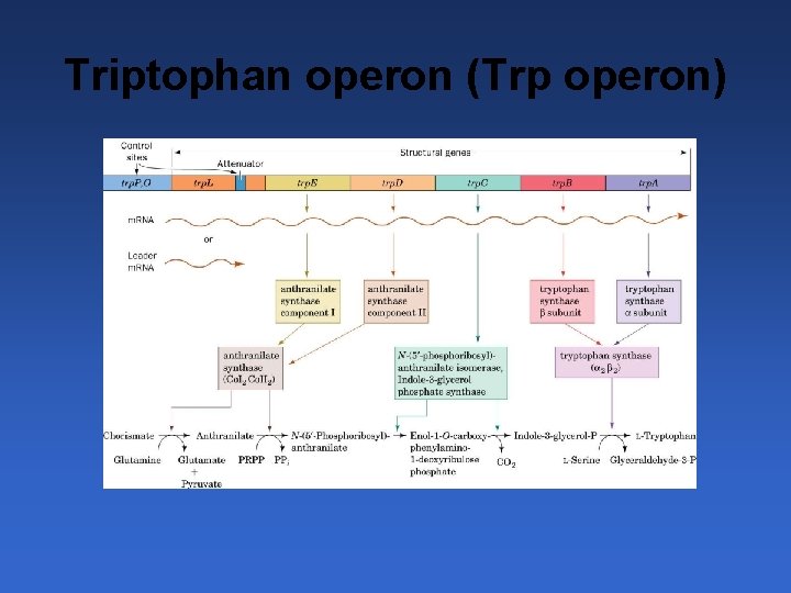 Triptophan operon (Trp operon) 