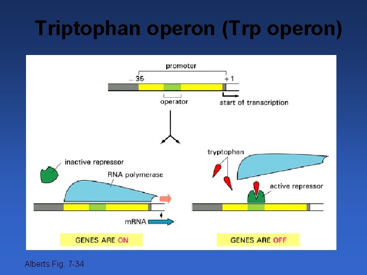 Triptophan operon (Trp operon) Alberts Fig. 7 -34 