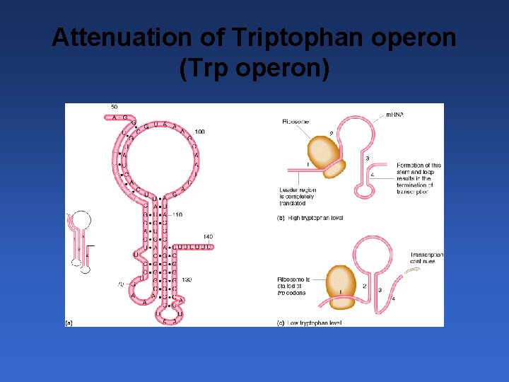 Attenuation of Triptophan operon (Trp operon) 