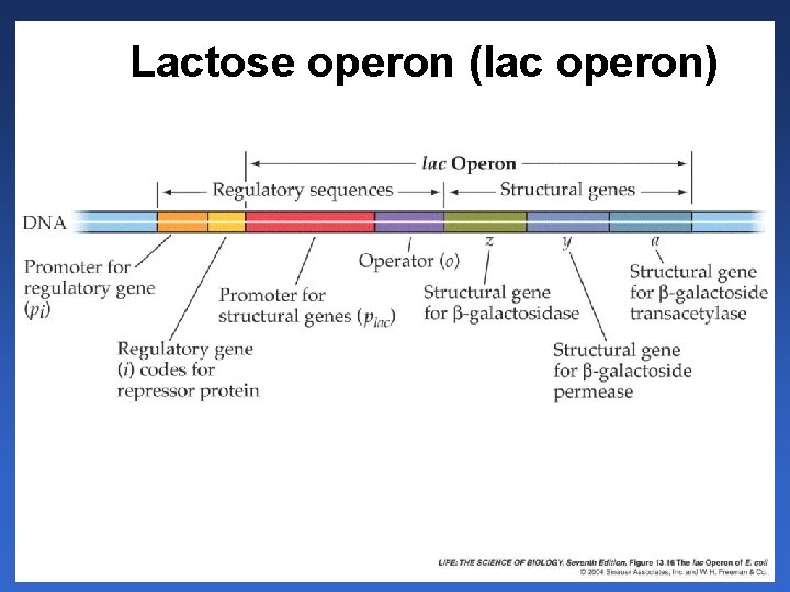 Lactose operon (lac operon) 