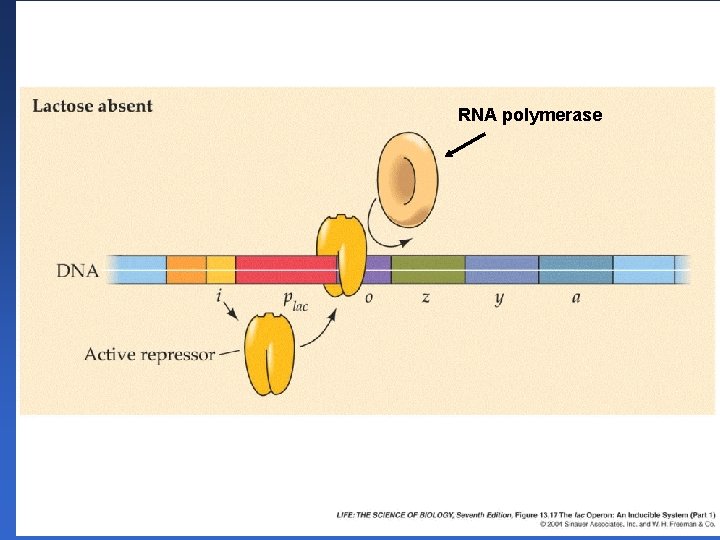 RNA polymerase 