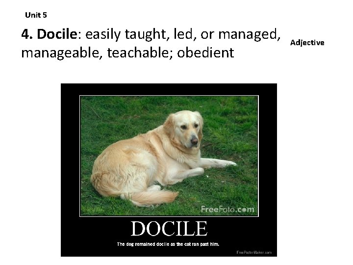 Unit 5 4. Docile: easily taught, led, or managed, manageable, teachable; obedient Adjective 