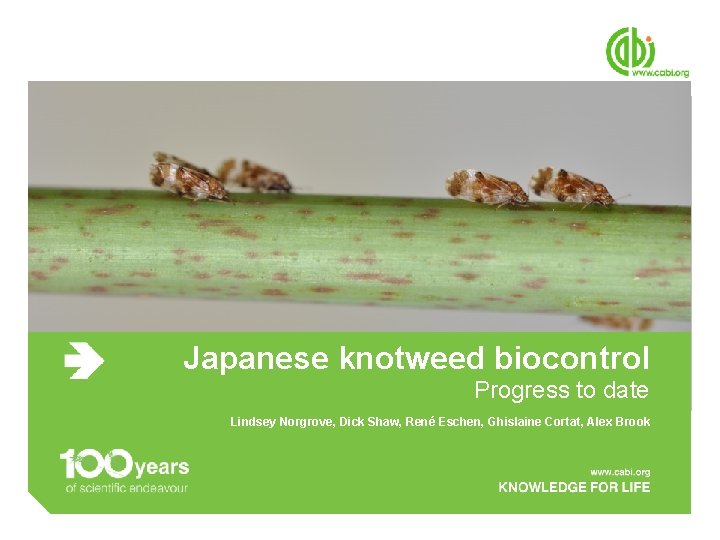 Japanese knotweed biocontrol Progress to date Lindsey Norgrove, Dick Shaw, René Eschen, Ghislaine Cortat,