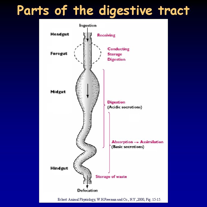 Parts of the digestive tract Eckert: Animal Physiology, W. H. Freeman and Co. ,