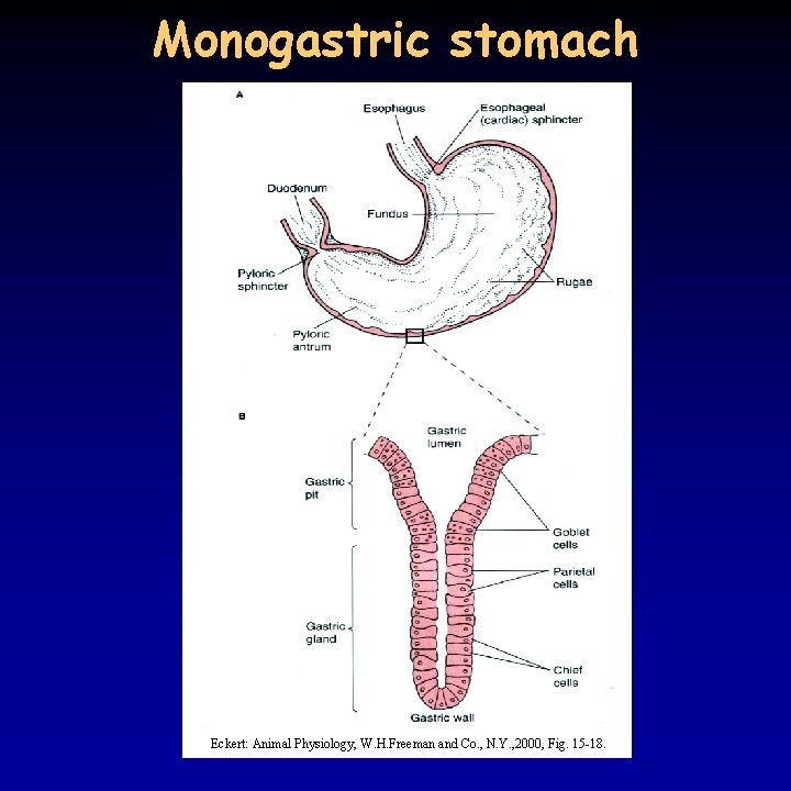 Monogastric stomach Eckert: Animal Physiology, W. H. Freeman and Co. , N. Y. ,