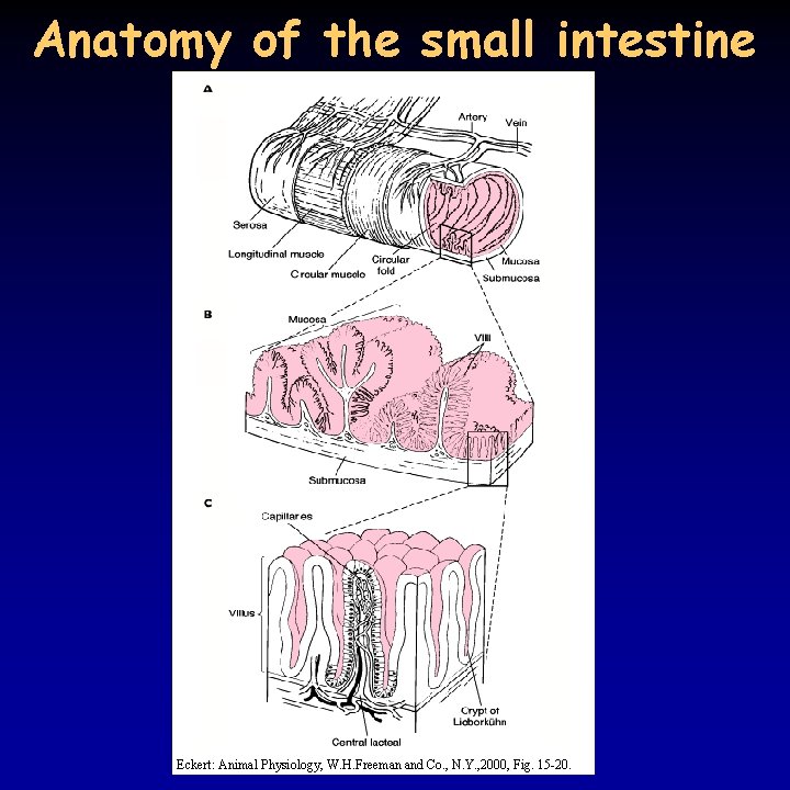 Anatomy of the small intestine Eckert: Animal Physiology, W. H. Freeman and Co. ,