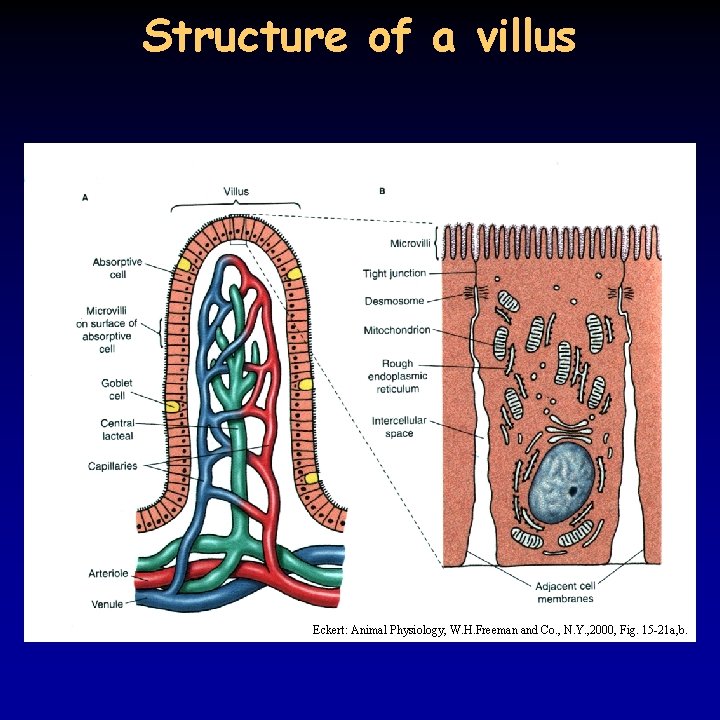 Structure of a villus Eckert: Animal Physiology, W. H. Freeman and Co. , N.