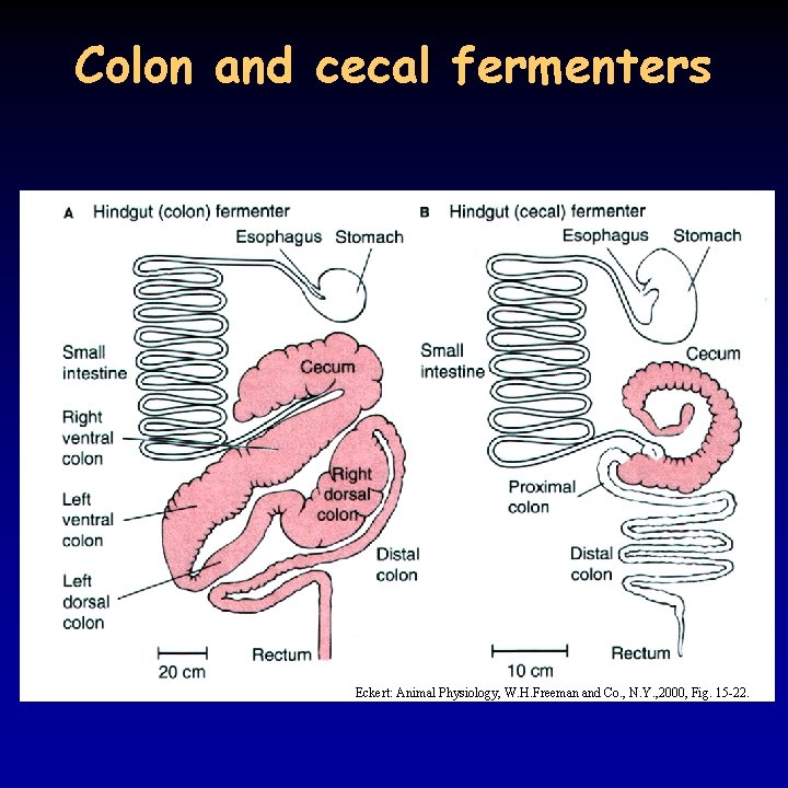 Colon and cecal fermenters Eckert: Animal Physiology, W. H. Freeman and Co. , N.