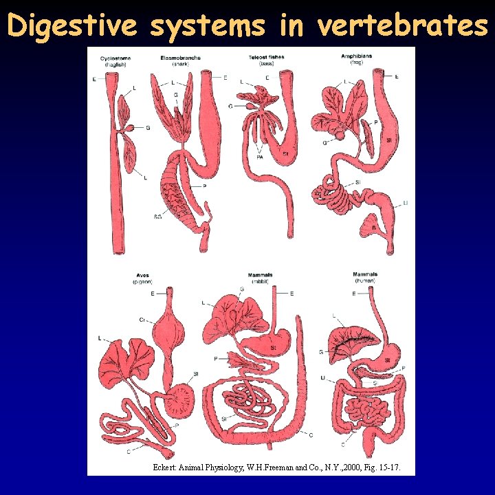 Digestive systems in vertebrates Eckert: Animal Physiology, W. H. Freeman and Co. , N.