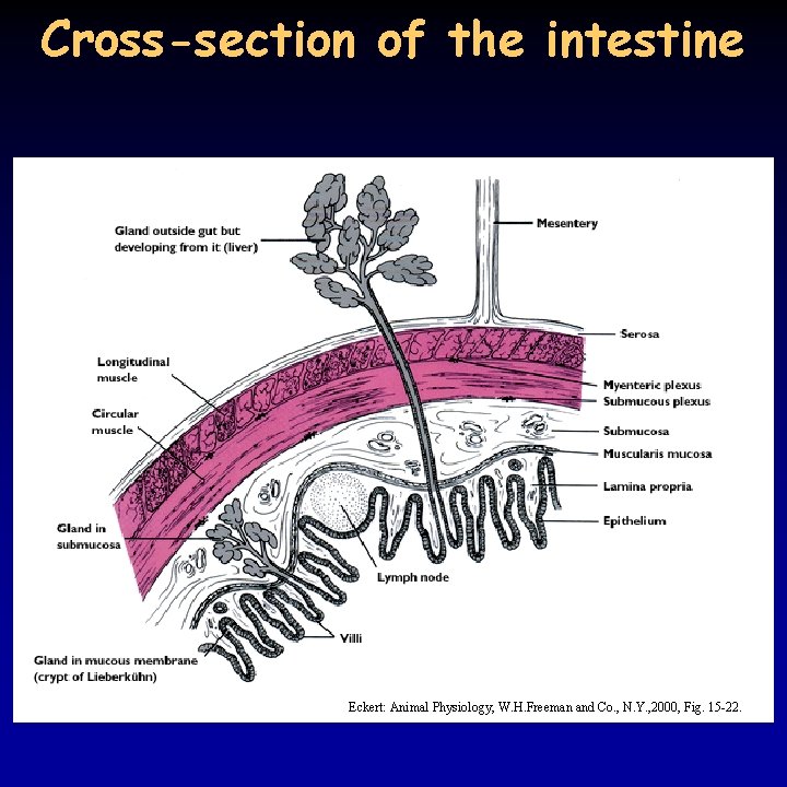 Cross-section of the intestine Eckert: Animal Physiology, W. H. Freeman and Co. , N.