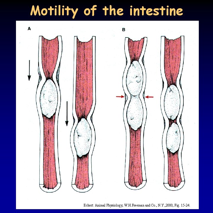 Motility of the intestine Eckert: Animal Physiology, W. H. Freeman and Co. , N.