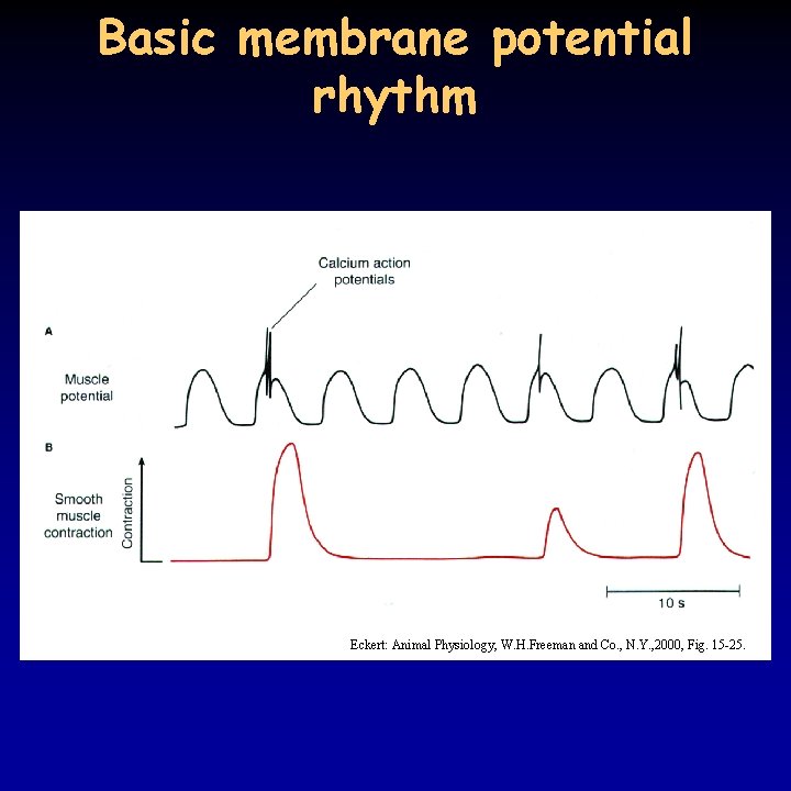 Basic membrane potential rhythm Eckert: Animal Physiology, W. H. Freeman and Co. , N.