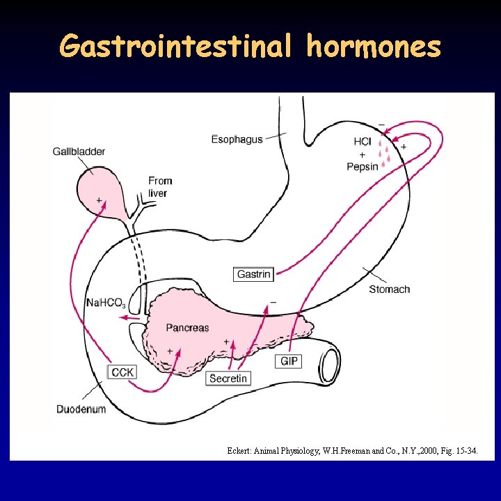 Gastrointestinal hormones Eckert: Animal Physiology, W. H. Freeman and Co. , N. Y. ,