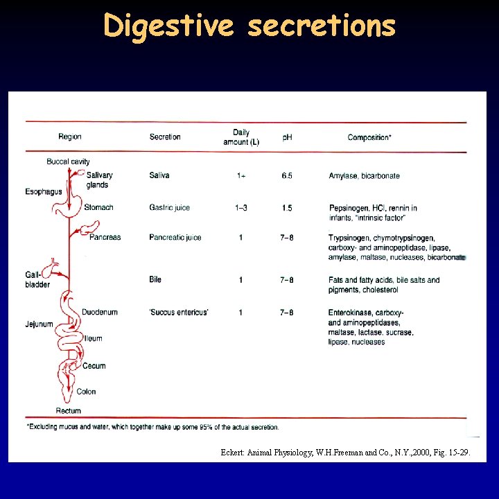 Digestive secretions Eckert: Animal Physiology, W. H. Freeman and Co. , N. Y. ,