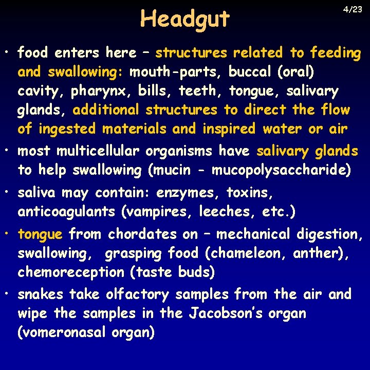 Headgut 4/23 • food enters here – structures related to feeding and swallowing: mouth-parts,