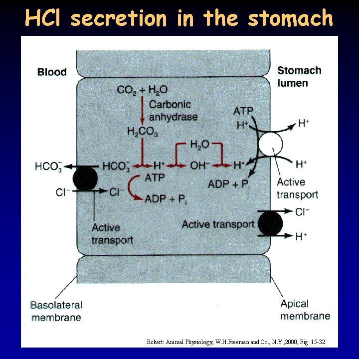 HCl secretion in the stomach Eckert: Animal Physiology, W. H. Freeman and Co. ,