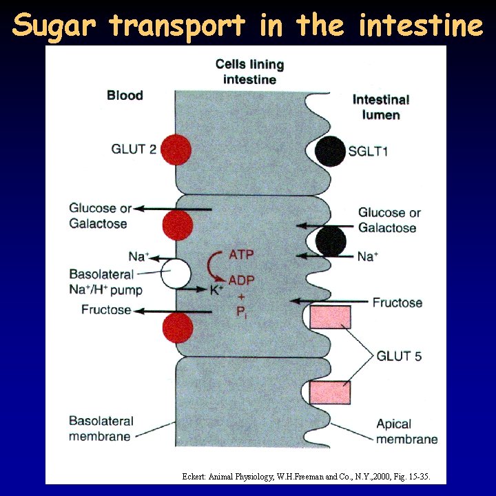 Sugar transport in the intestine Eckert: Animal Physiology, W. H. Freeman and Co. ,