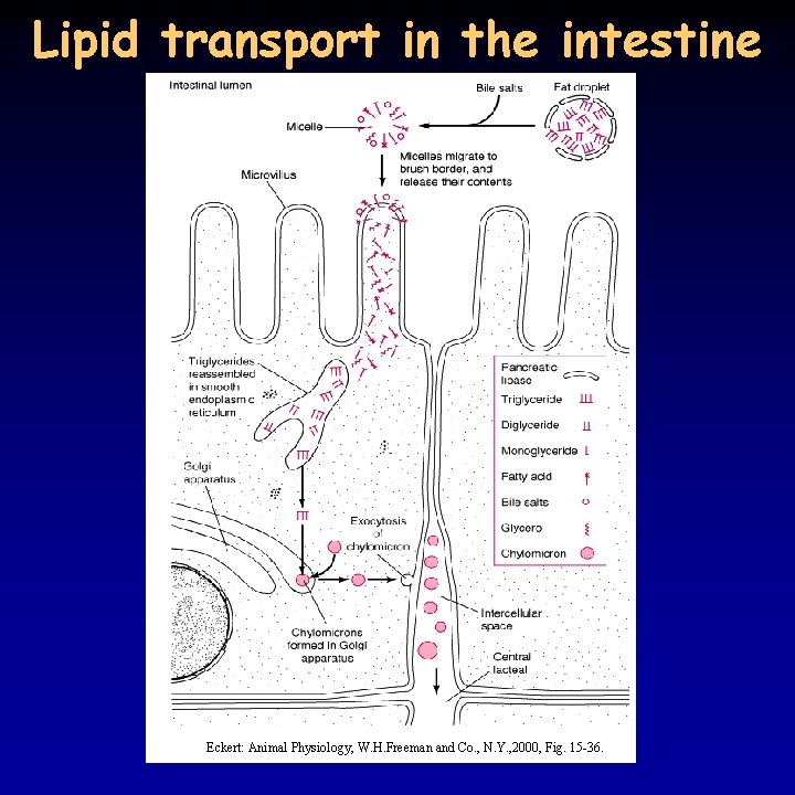 Lipid transport in the intestine Eckert: Animal Physiology, W. H. Freeman and Co. ,