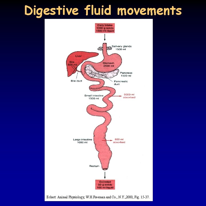 Digestive fluid movements Eckert: Animal Physiology, W. H. Freeman and Co. , N. Y.
