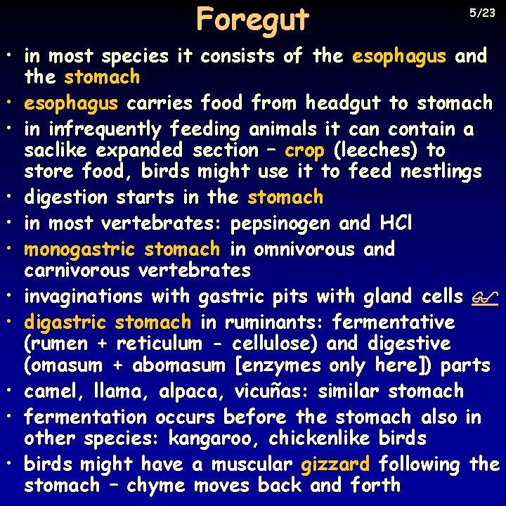 Foregut 5/23 • in most species it consists of the esophagus and the stomach