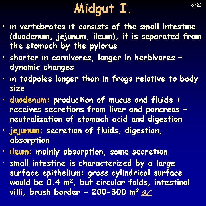 Midgut I. 6/23 • in vertebrates it consists of the small intestine (duodenum, jejunum,