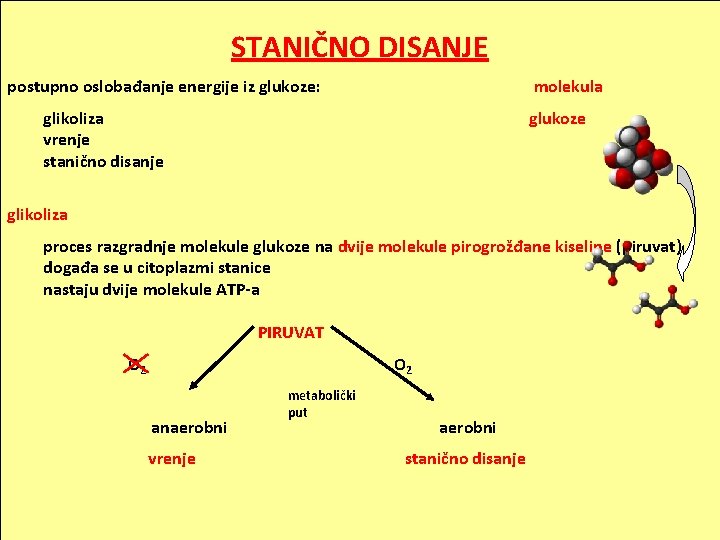 STANIČNO DISANJE postupno oslobađanje energije iz glukoze: molekula glikoliza vrenje stanično disanje glukoze glikoliza