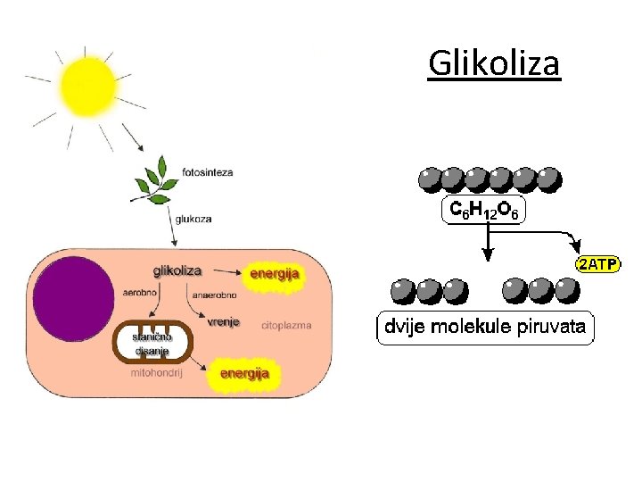 Glikoliza 