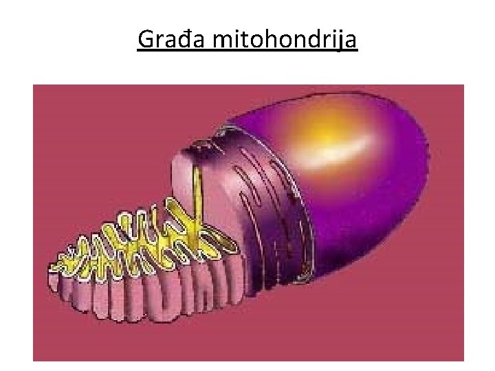 Građa mitohondrija Građa mitohondrija