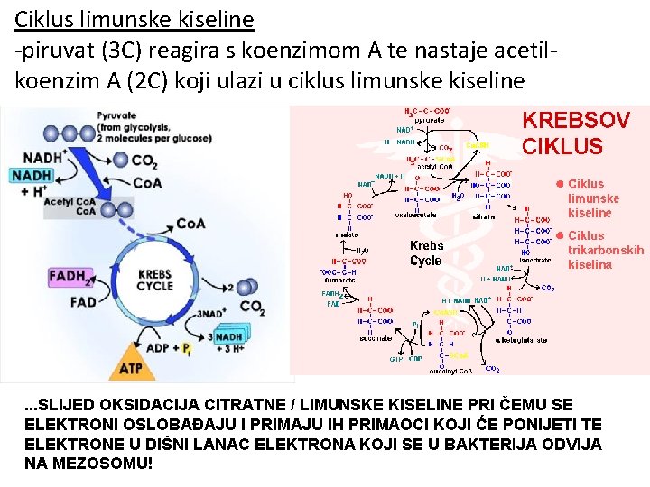 Ciklus limunske kiseline -piruvat (3 C) reagira s koenzimom A te nastaje acetilkoenzim A Ciklus limunske kiseline -piruvat (3 C) reagira s koenzimom A te nastaje acetilkoenzim A