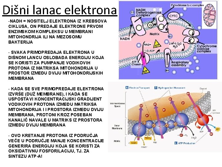 Dišni lanac elektrona -NADH = NOSITELJ ELEKTRONA IZ KREBSOVA CIKLUSA, ON PREDAJE ELEKTRONE PRVOM