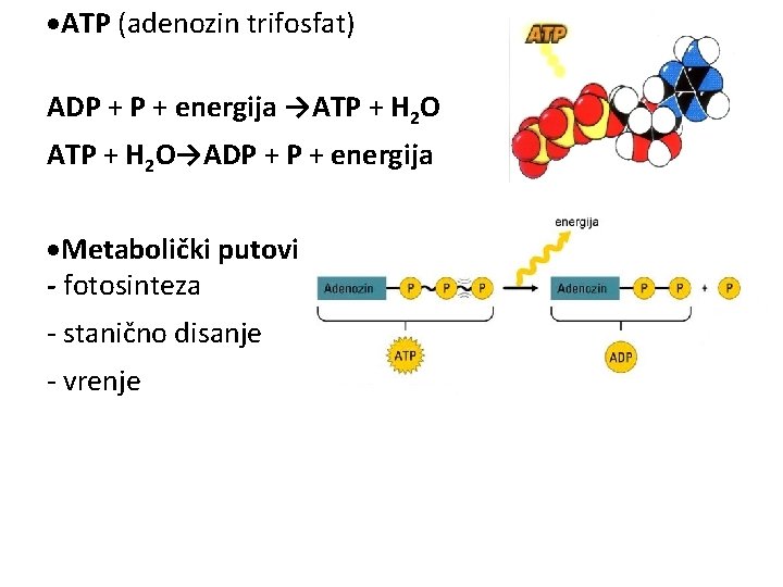 ·ATP (adenozin trifosfat) ADP + energija →ATP + H 2 O→ADP + energija ·Metabolički ·ATP (adenozin trifosfat) ADP + energija →ATP + H 2 O→ADP + energija ·Metabolički